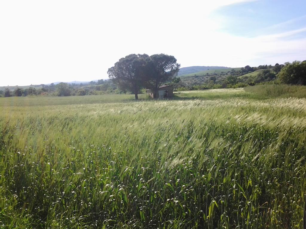 Bio Agriturismo Il Torrione 사투르니아 외부 사진