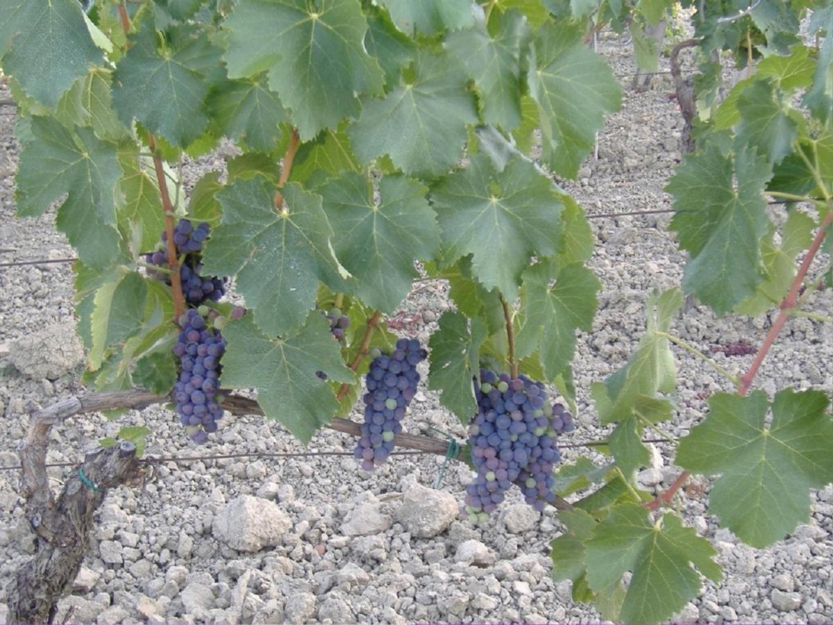 Bio Agriturismo Il Torrione 사투르니아 외부 사진