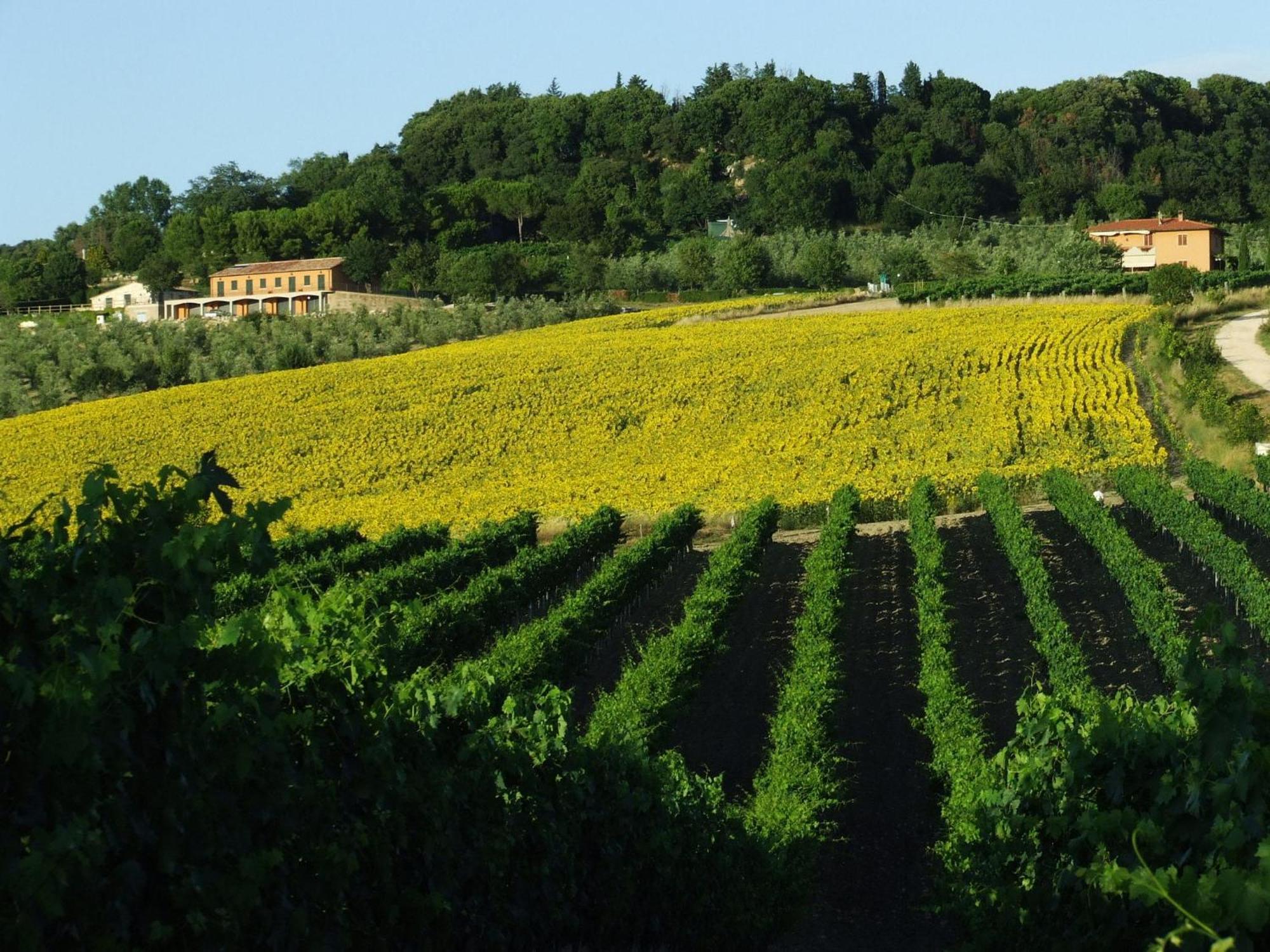 Bio Agriturismo Il Torrione 사투르니아 외부 사진