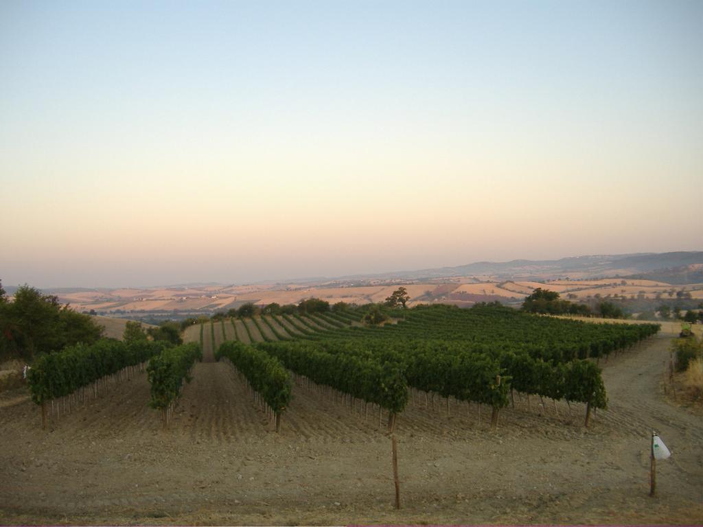 Bio Agriturismo Il Torrione 사투르니아 외부 사진